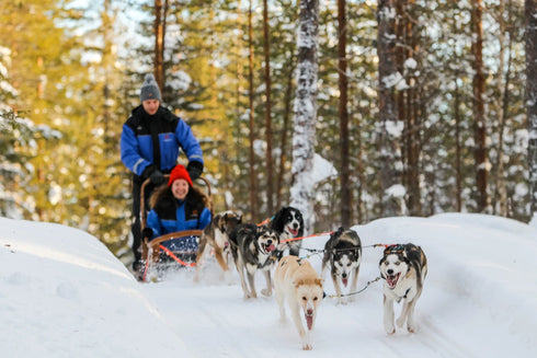 Aventura com nossos cães árticos.